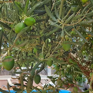 El Olivo , Ronda Spanien